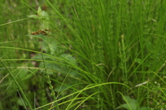 Carex appropinquata