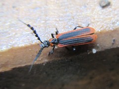 Pseudolycus marginatus