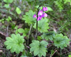 Primula matthioli