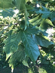 Acer platanoides