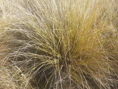 Chionochloa rigida rigida
