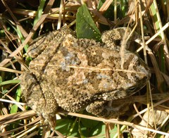 Sclerophrys gutturalis