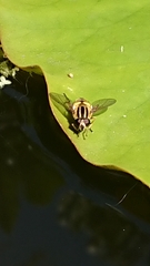 Helophilus pendulus