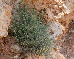 Asperula rigida