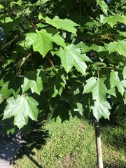 Acer rubrum