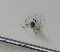 Oxyopes