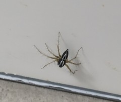 Oxyopes