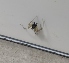 Oxyopes