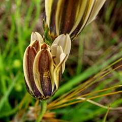 Dimorphotheca caulescens