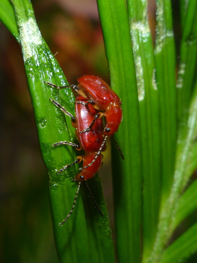 Aulacoscelidinae
