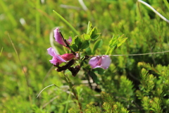 Chamaecytisus purpureus