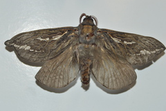 Abantiades atripalpis