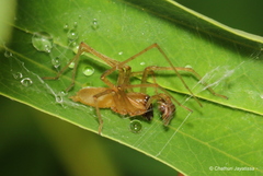 Cheiracanthium insigne