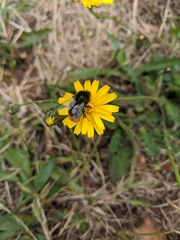Bombus lapidarius