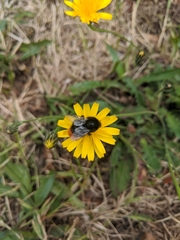 Bombus lapidarius
