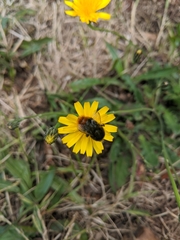 Bombus lapidarius