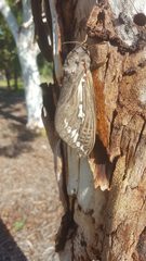 Abantiades atripalpis