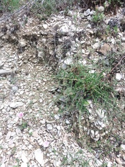 Convolvulus cantabrica