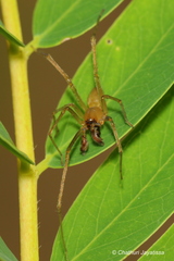 Cheiracanthium insigne