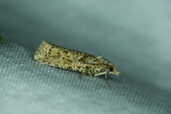 Epiblema grandaevana