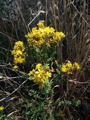 Hypericum perforatum