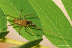 Cheiracanthium insigne