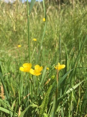 Ranunculus repens