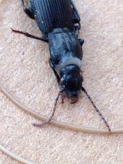 Pterostichus crenicollis