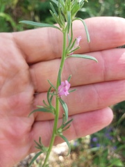 Misopates