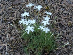Dianthus acicularis