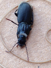 Pterostichus crenicollis