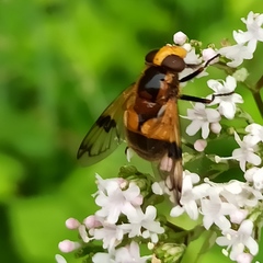Volucella inflata
