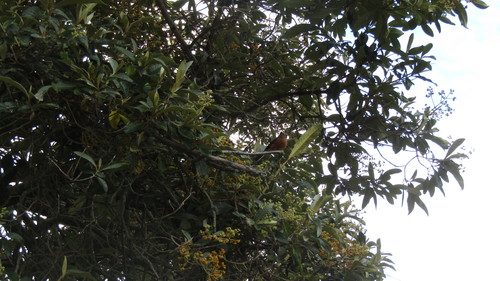 Rufous-browed Chat-Tyrant (Ochthoeca superciliosa), photo 3