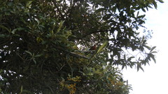 Ochthoeca superciliosa