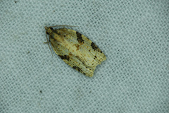 Clepsis spectrana