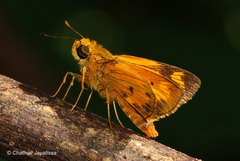 Oriens goloides