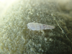 Turbonilla lactea