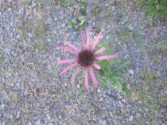 Echinacea tennesseensis