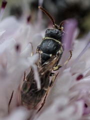 Hylaeus variegatus