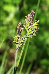 Carex nigra juncea