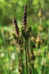 Carex nigra juncea