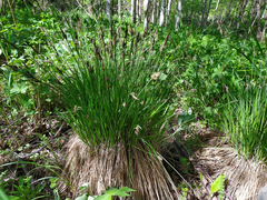 Carex nigra juncea