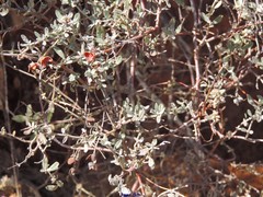 Cistus lasianthus alyssoides