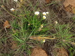 Dimorphotheca caulescens