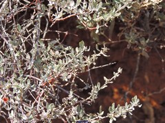 Cistus lasianthus alyssoides