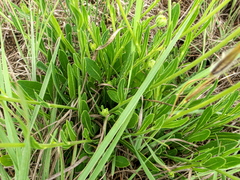 Dimorphotheca caulescens