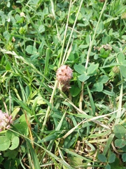 Trifolium fragiferum