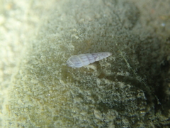 Turbonilla lactea