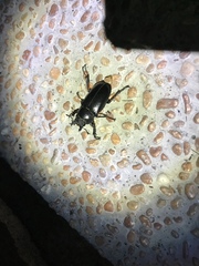 Lucanus formosanus