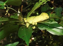 Ardisia quinquegona